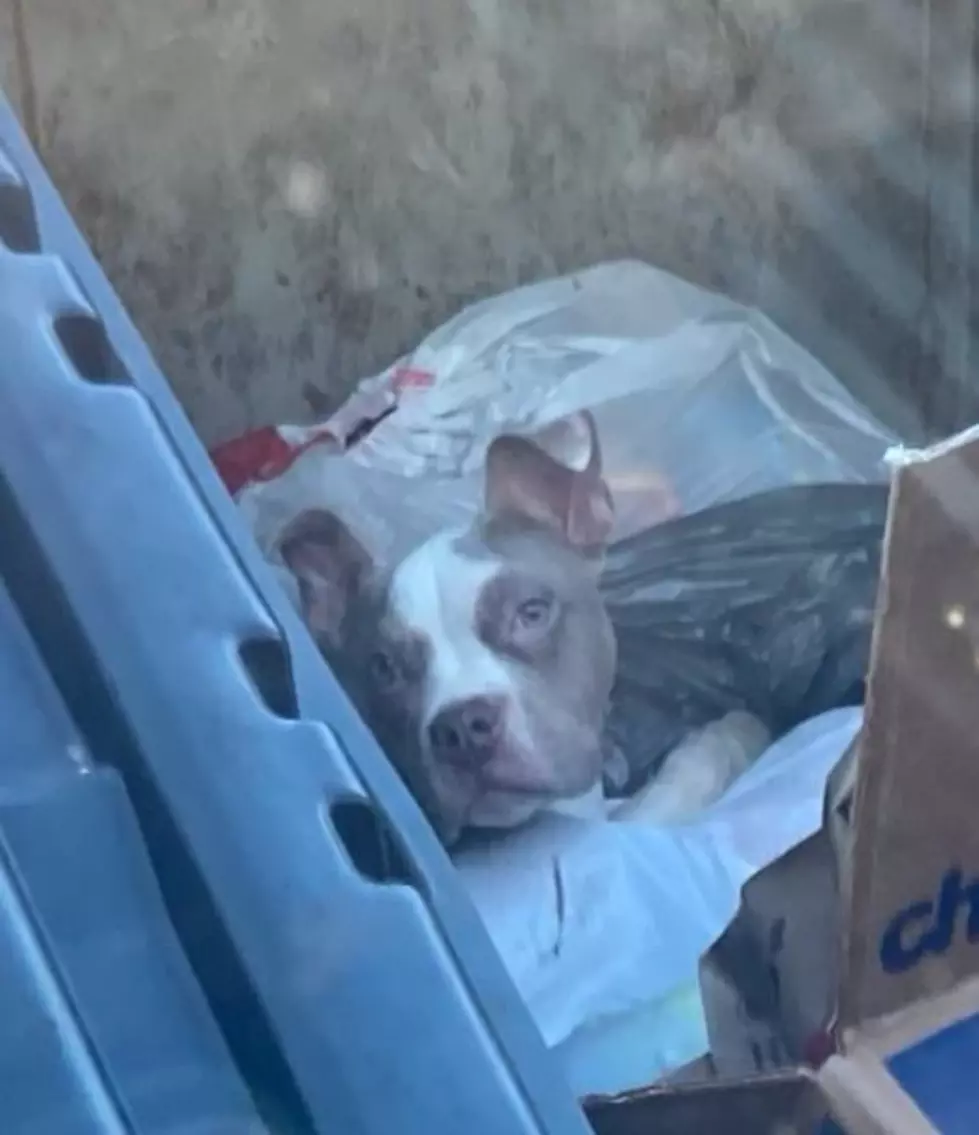 Adorable Dog Found In Ohio Dumpster Finds New Family