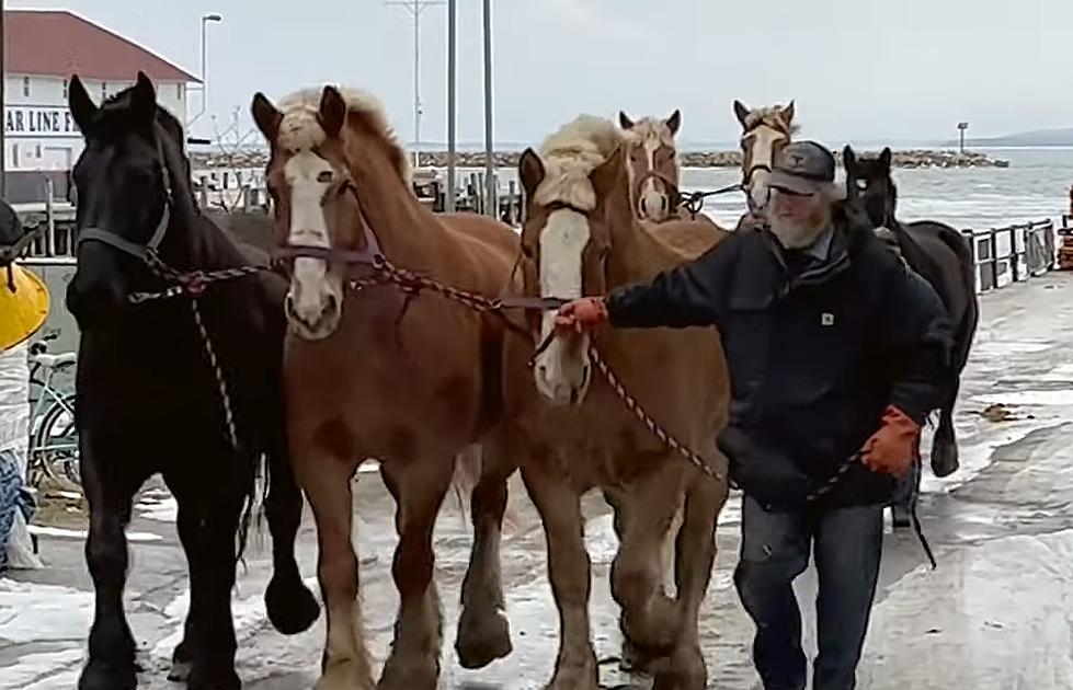 Mackinac Island’s Carriage Horses Are Arriving By The Ferry Load
