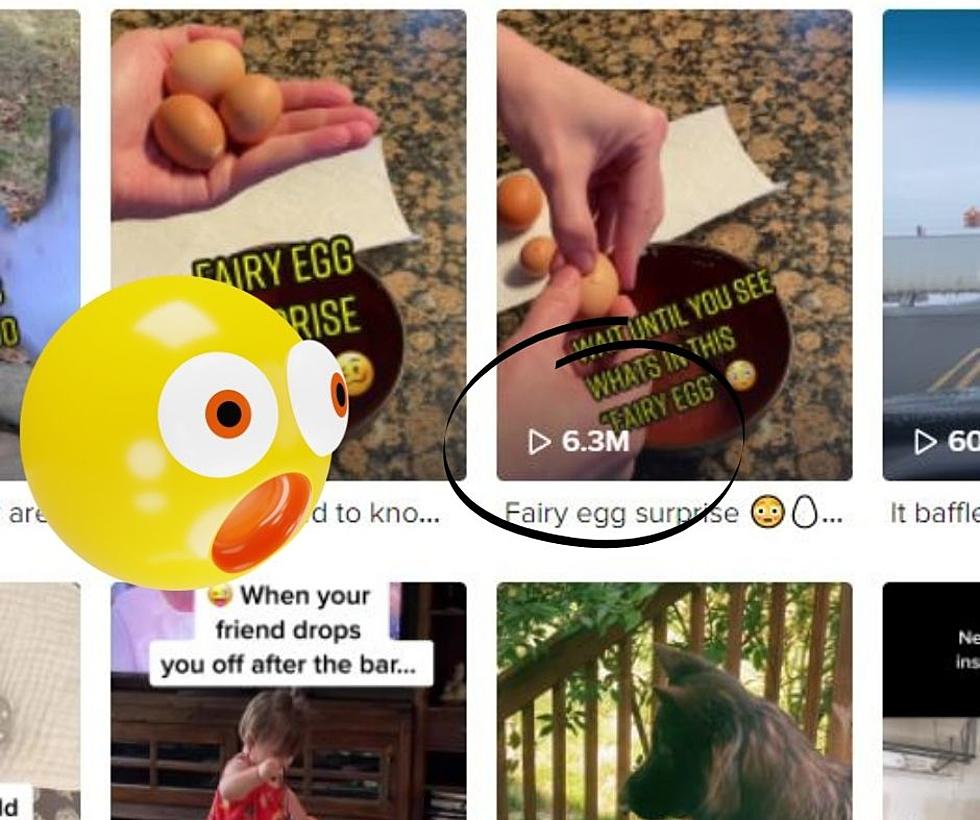 White Pigeon Mom Goes Viral with Fairy Eggs