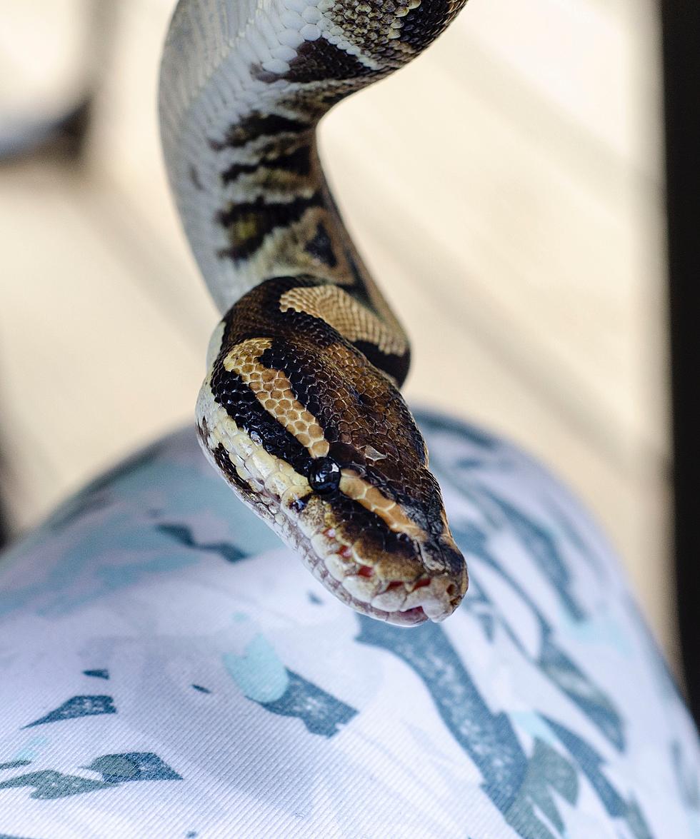 Python Found on Walmart Shelf in Bloomington, Indiana