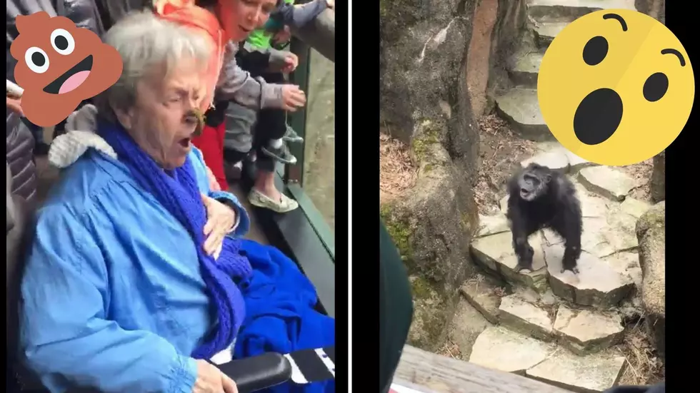 Gorilla At Grand Rapids Zoo Throws Poop At Grandma’s Face