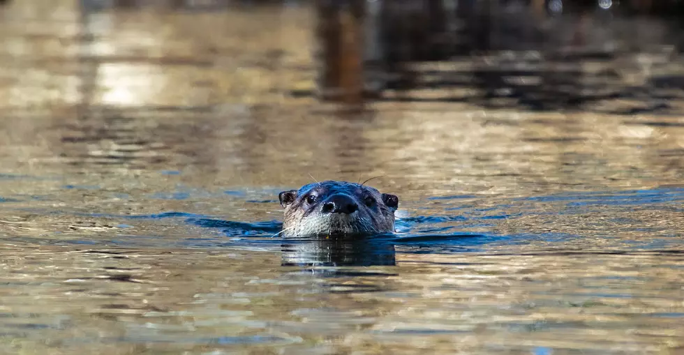 Otters Reappear in Detroit River. Here’s Why That’s Good News