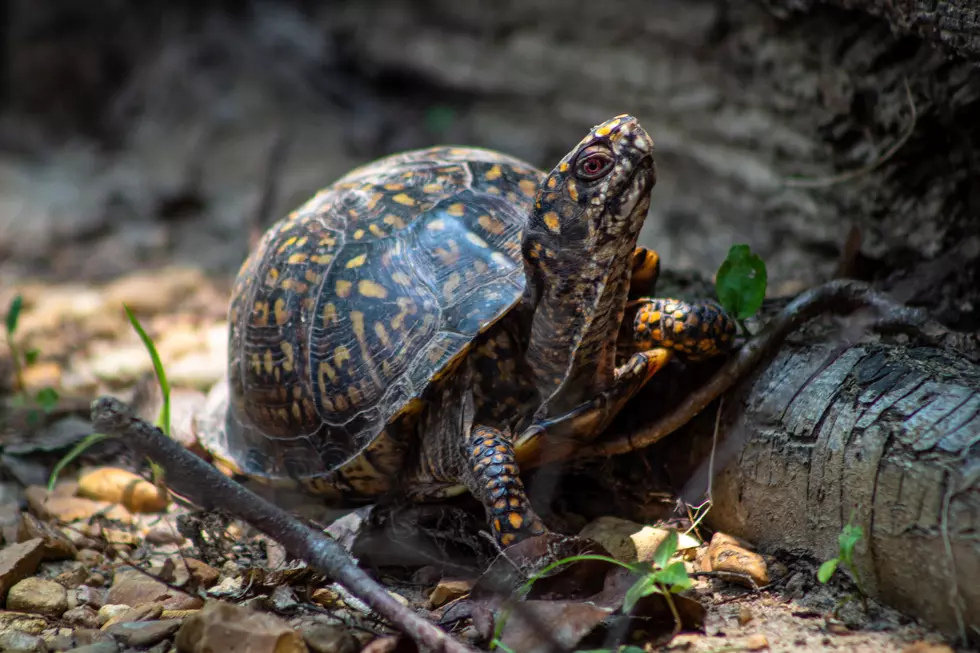Michigan’s Turtles Are Emerging From Hibernation, Here’s What to Do If You Find One