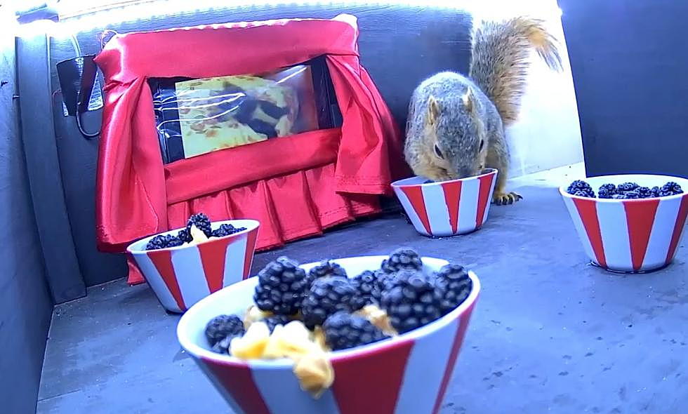 Michigan Man Builds Movie Theater for Squirrels