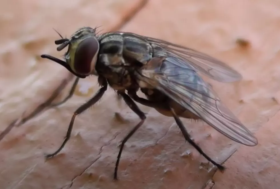 Heading to Michigan’s U.P.? Look Out for These Pesky Biting Flies