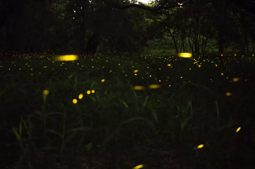 Where Are West Michigan's Fireflies Hiding This Year?