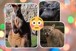4 Odd Animals That Have Been Spotted in Lower Michigan