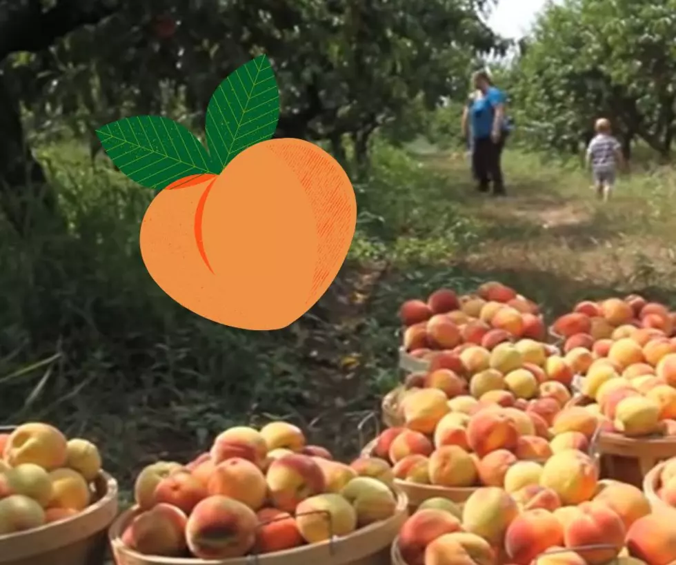 3 West Michigan U-Pick Farms to Visit During Prime Peach Season