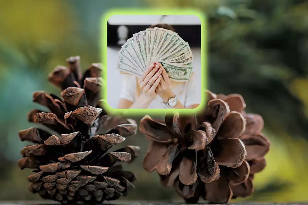 Cash for Pine Cones? Yup. That's a Thing in Northern Michigan 