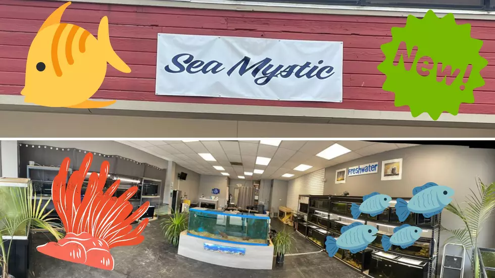 Buy Your Pet Fish From Sea Mystic