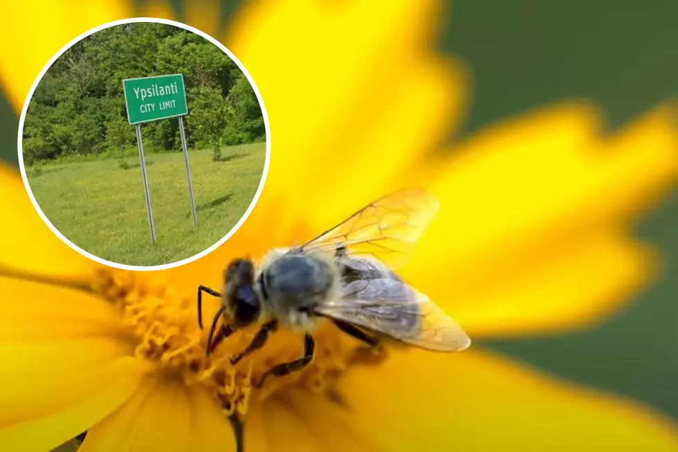 What's a "Bee City"? And Why Does Ypsilanti Hold That Title?
