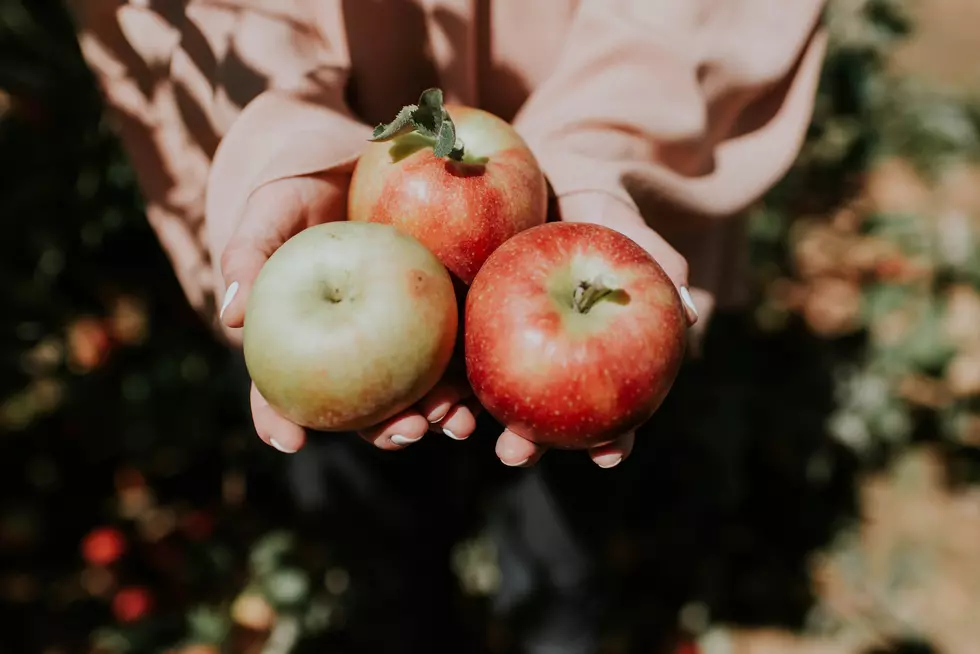 Your Guide on When & Where to Pick Fresh Apples in SW Michigan