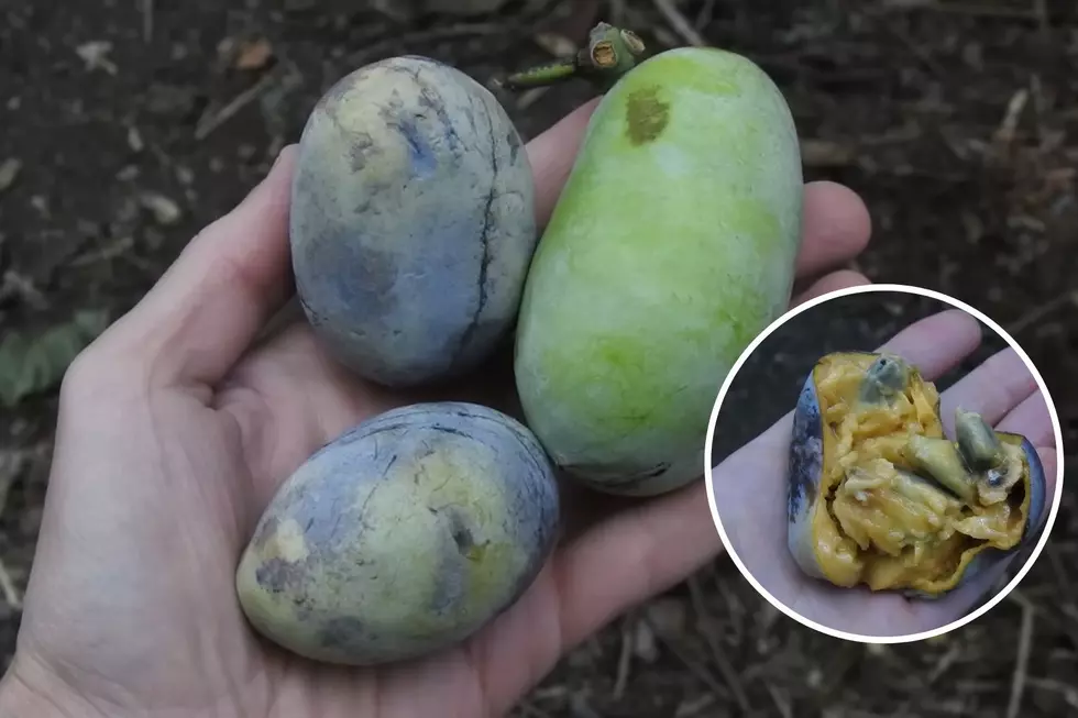 Ever Had Pawpaw? Where You Might Find the Fruit in Kalamazoo