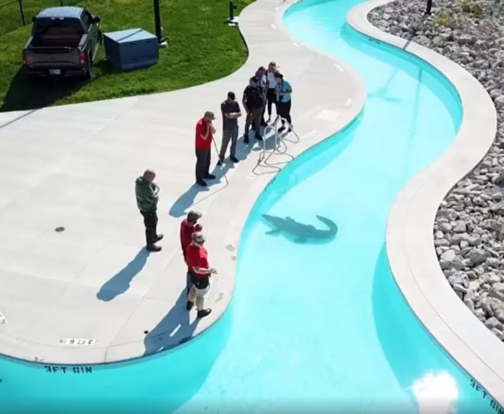 Why is There an Alligator in an Illinois Water Park?