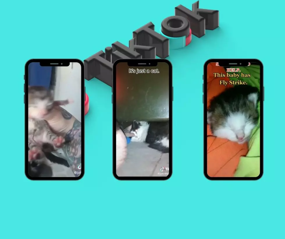 Allegan Man Giving Stray Cats a Second Chance on TikTok is Heartwarming