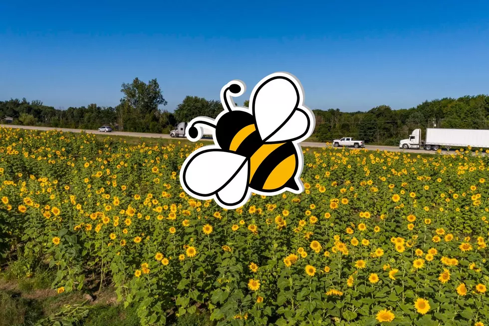 MDOT Plans to Save Pollinators With New Flower Fields Along 131