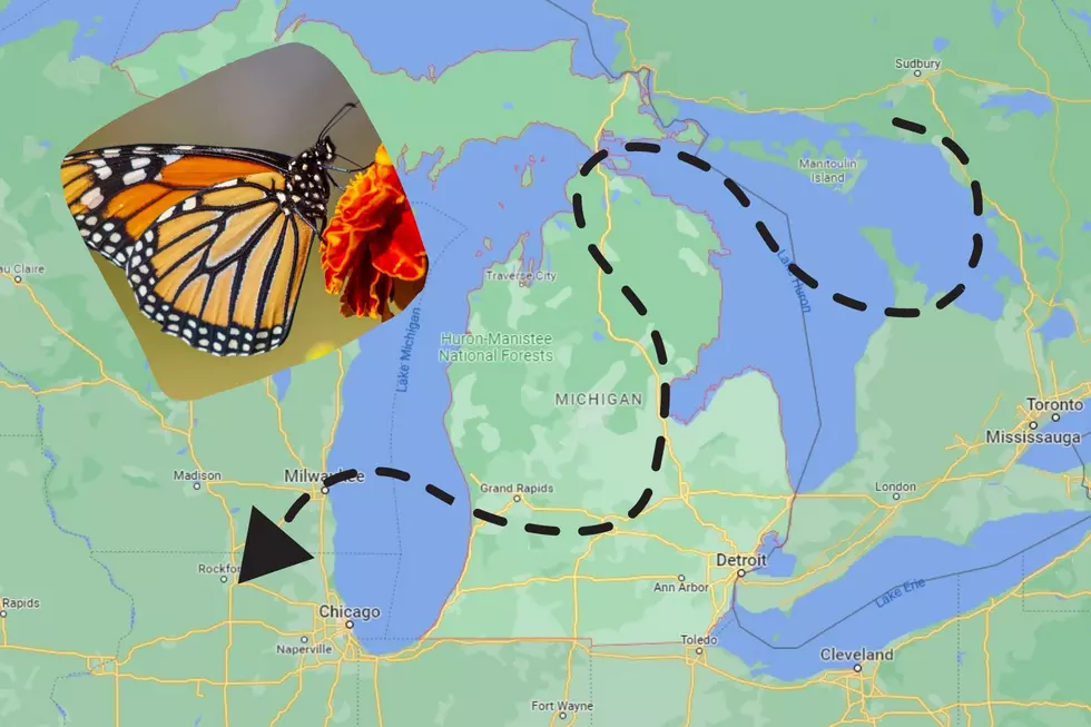 Annual Monarch Migration Includes Stop In Michigan's U.P.