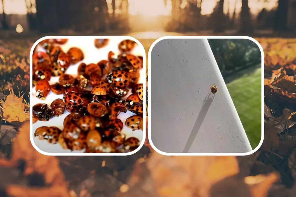 Suddenly Seeing More Ladybugs in Michigan? This Might Be Why