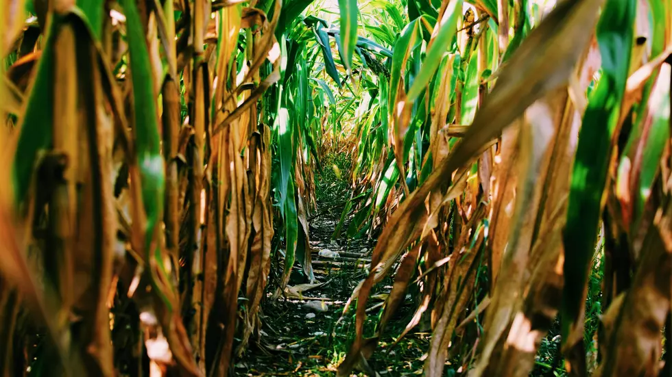 Find That Fall Feeling at These 5 West Michigan Corn Mazes