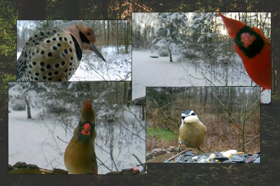 This FB Page Has One Purpose: Sharing Photos of Michigan’s Birds