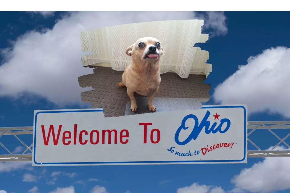 Ohio Currently Has the World's Oldest Living Dog