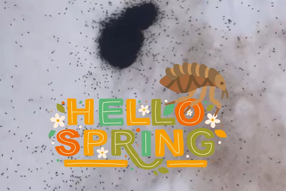 What Are Snow Fleas And Why Do They Signal Spring in Michigan?