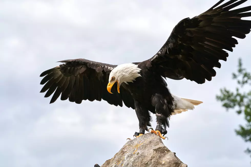 How Hunting is Accidentally Hurting Michigan's Bald Eagles 