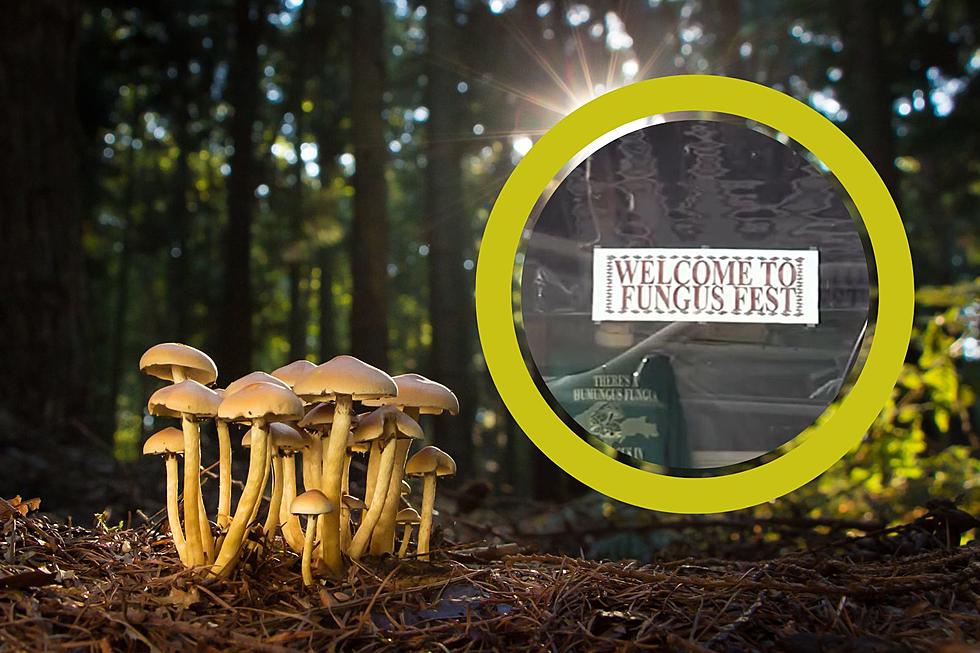 This Humongous Michigan Fungus Is So Famous It Has Its Own Festival