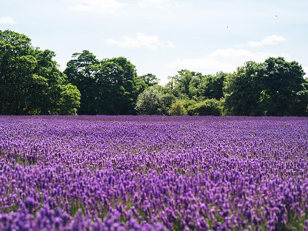 5 Gorgeous Lavender Farms You Can Visit in West Michigan