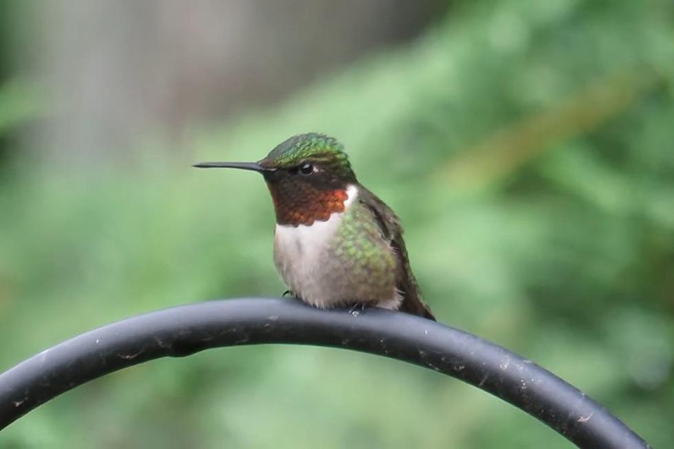 Love Hummingbirds? Here's When They'll Be Back in Michigan