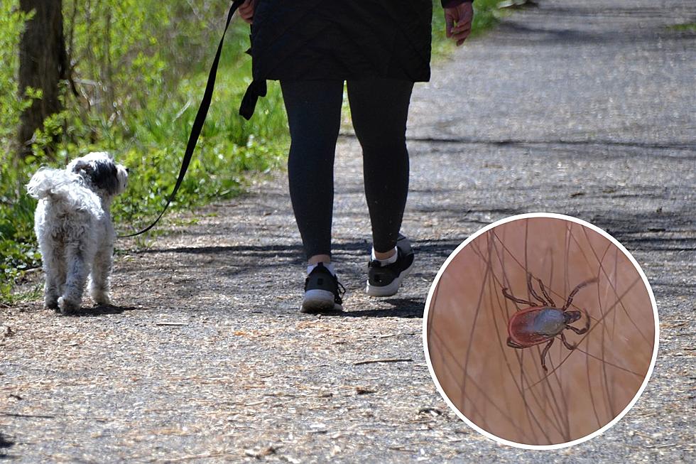 The 5 Most Common Ticks in Michigan & the Diseases They Carry