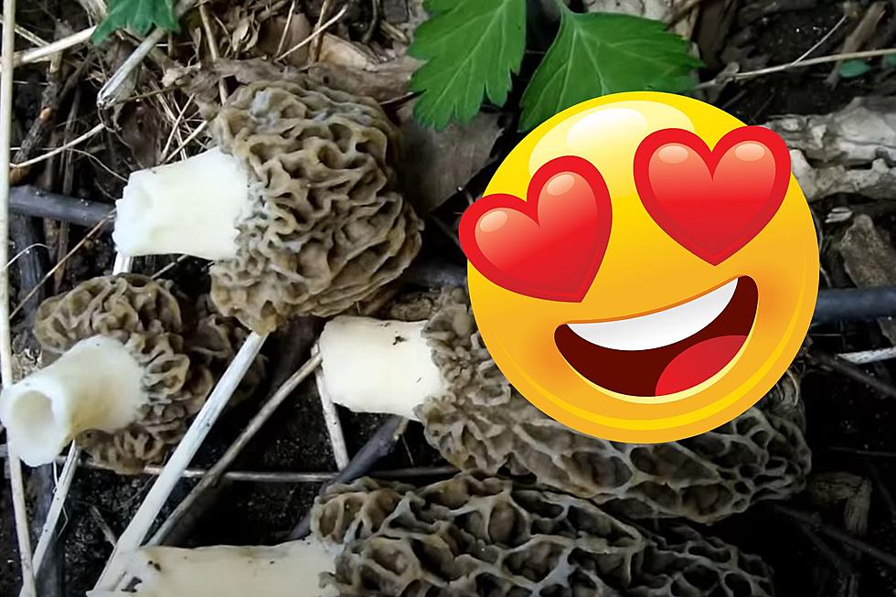 When Does Morel Mushroom Hunting Season Start in Michigan?