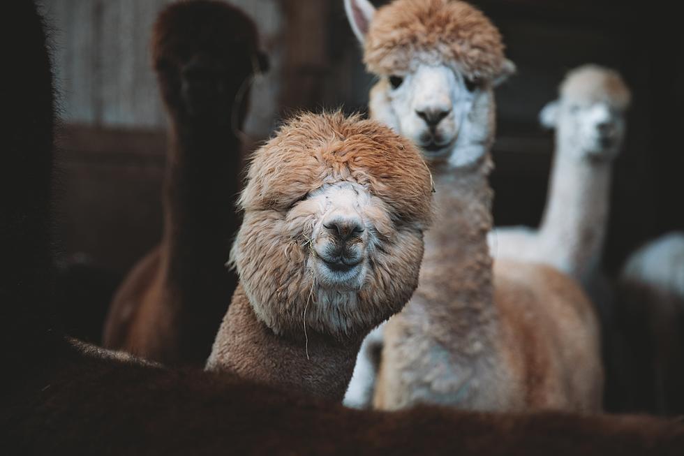 The Longest Running Alpaca Show In The Country Is Returning To Allegan County