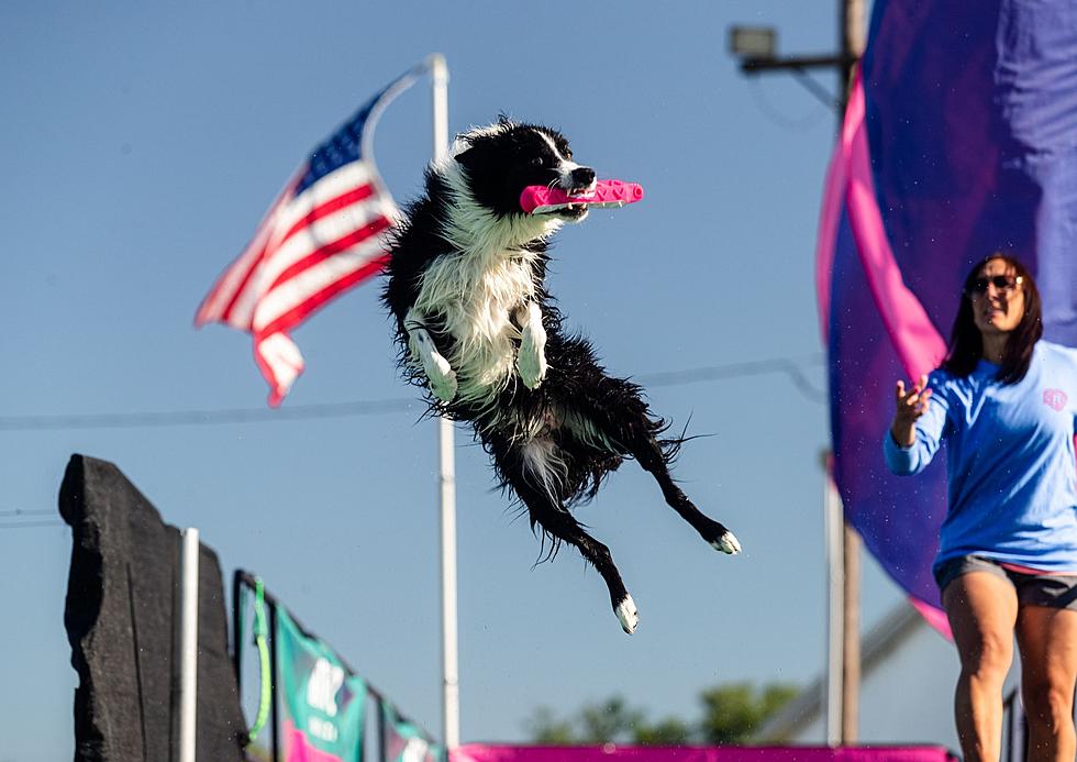 Upcoming UKC Dog Show in Kalamazoo Promises High Flying Fun 