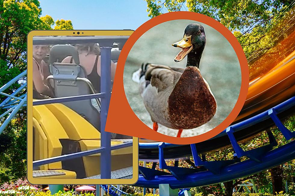 WATCH: Duck Goes For 93 MPH Ride on Cedar Point Rollercoaster