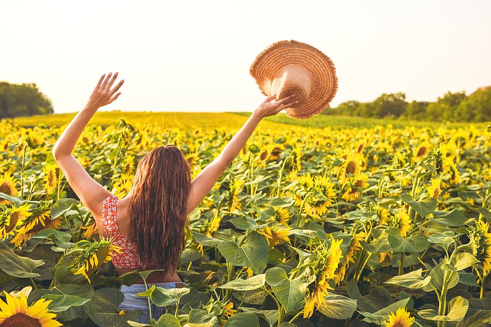 It's Sunflower Selfie Season in West Michigan-- But Not For Long!