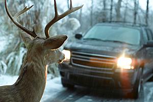 Michigan Drivers Beware of the Deer Dilemma on Roadways