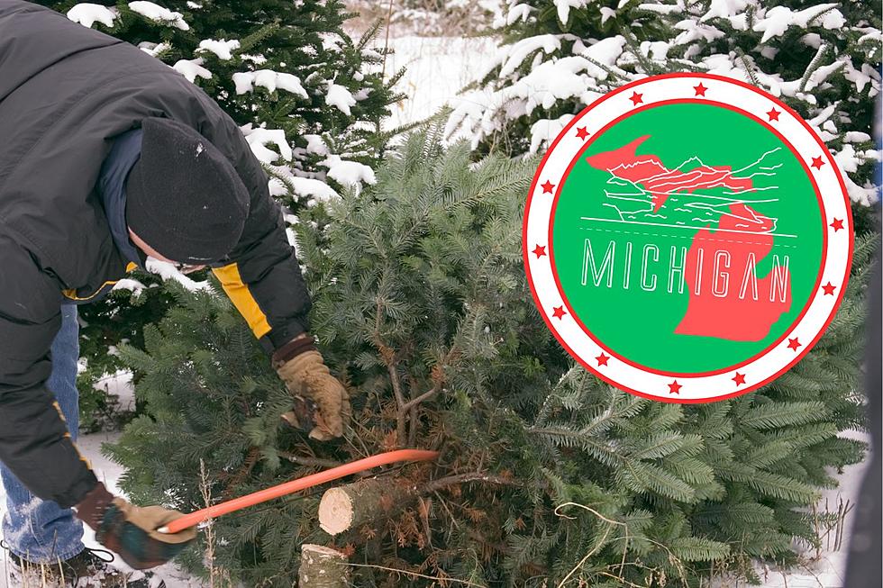 Yes, You Can Cut a Christmas Tree From Michigan's National Forest