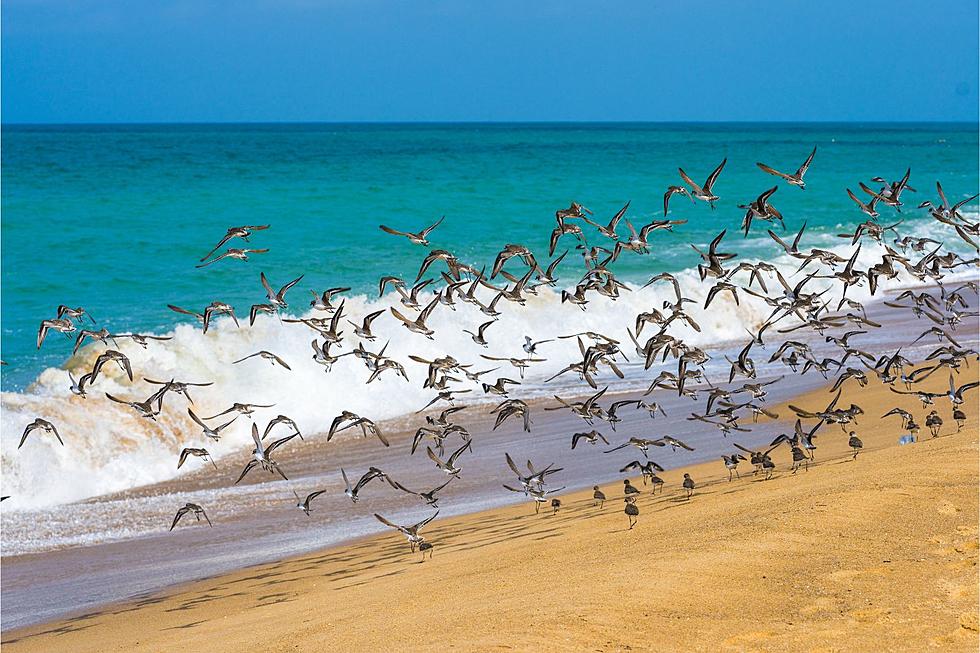 Hundreds of Dead Birds Found on Michigan Beaches Sparks Concern