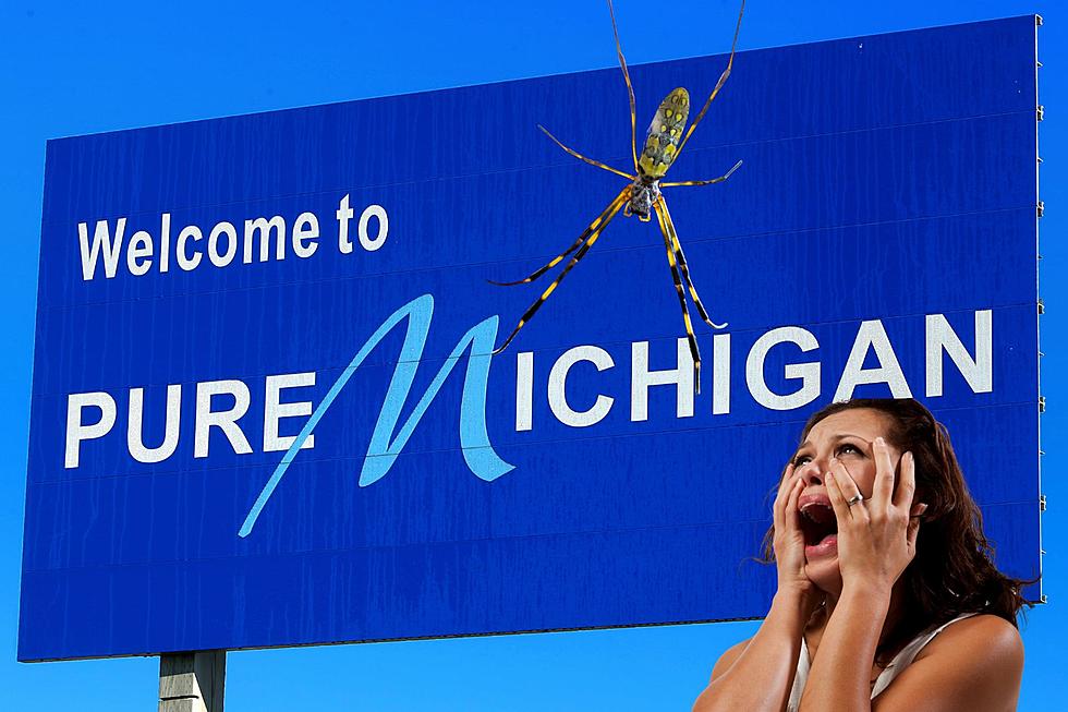 Why Michigan Needs More Giant Venomous Flying Spiders