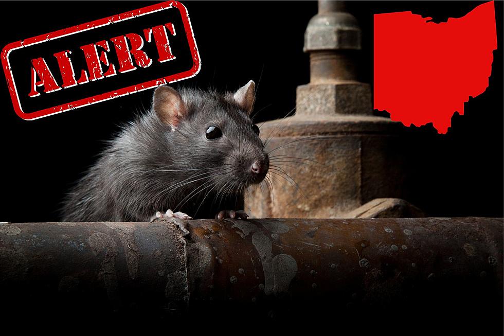 BEWARE: These Ohio Cities Named Most Rat Infested In The Nation