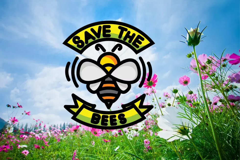 Here’s How Gardeners Can Help Protect Pollinators in Michigan