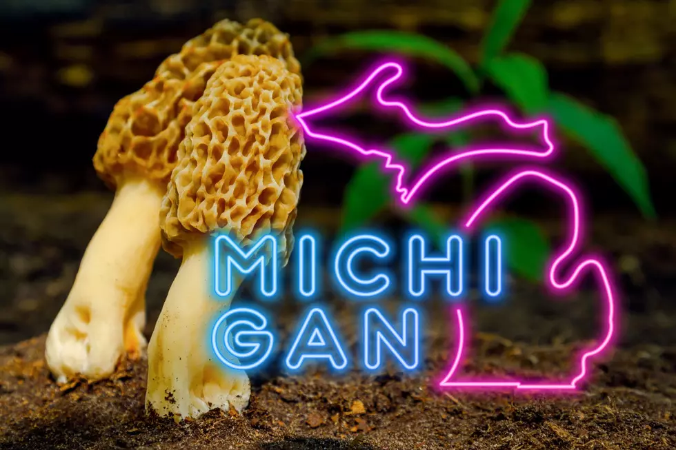 Michigan is Home to the Mushroom Capital of the United States