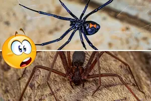 Caution: These Two Michigan Spiders are Poisonous