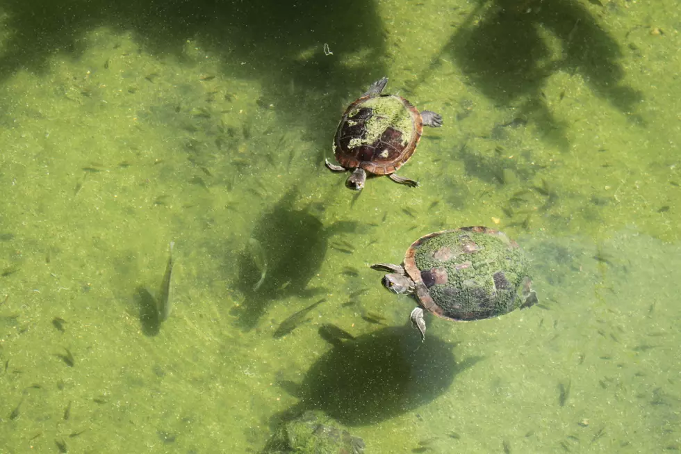 Michigan Health Dept Flags Water Toxin Danger