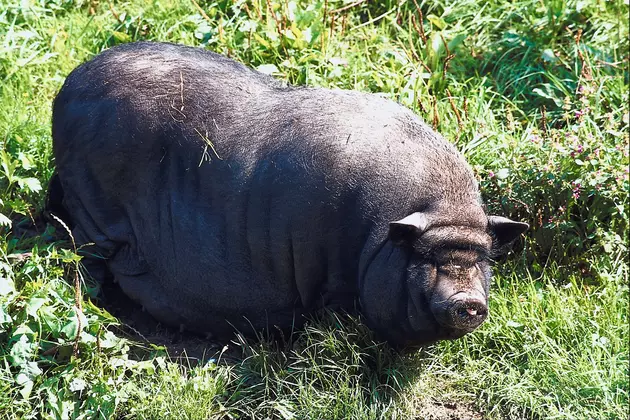 Margret the Pig Needs Your Help and Home
