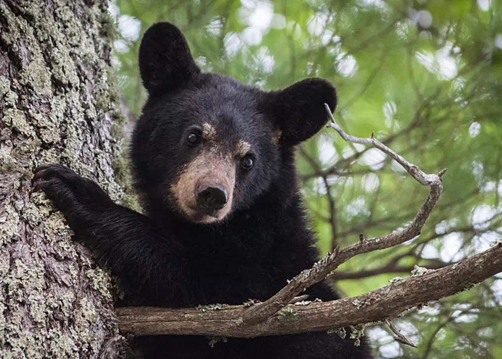 The Largest Bear Ranch In The Country Is Here In Michigan