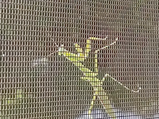 A Summer Visit From A Praying Mantis