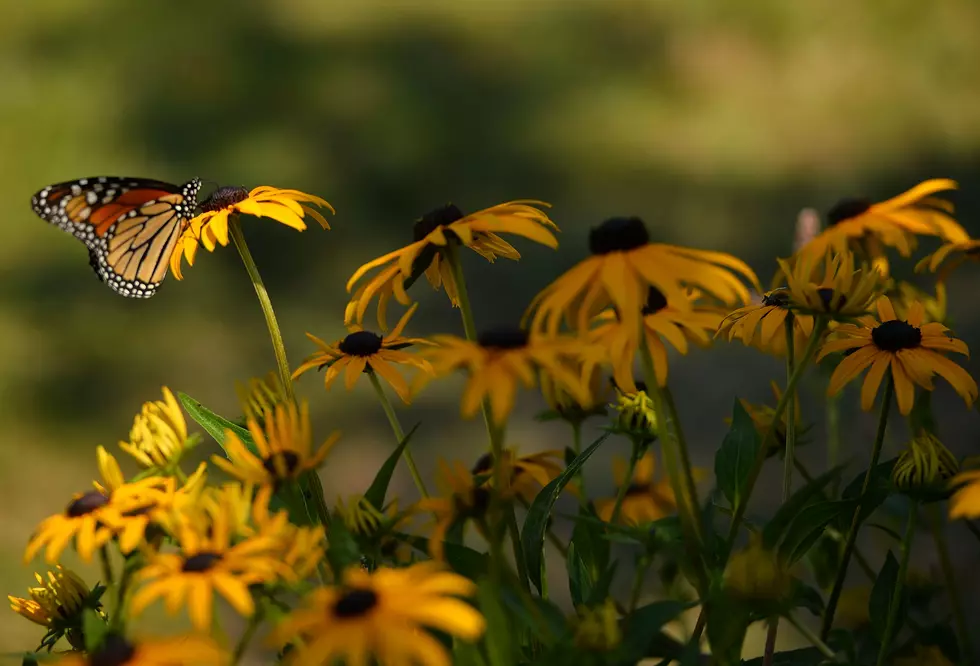 The Monarchs Are Migrating Through Michigan Again