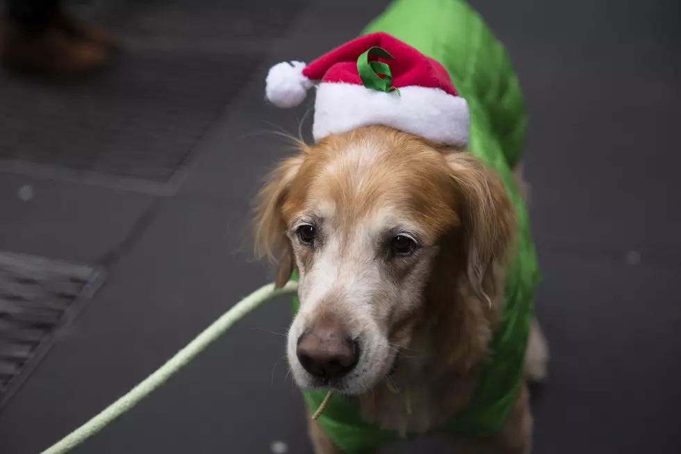 Here’s Why Your Christmas Tree Can Kill Your Pets!